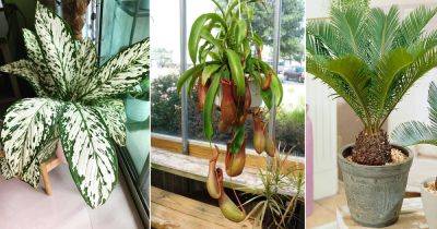 10 Plants You Should Never Grow Indoors