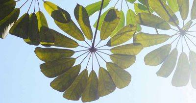 When and How to Prune Umbrella Plants (Schefflera)