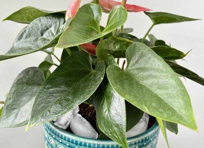 Using Ice Cubes To Water Your Houseplants? Think Again.