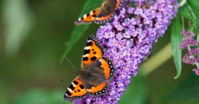 Gardening: Is it too cold to move my butterfly bush?