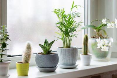 Here's Why You May Need To Water Your Houseplants Less In Winter