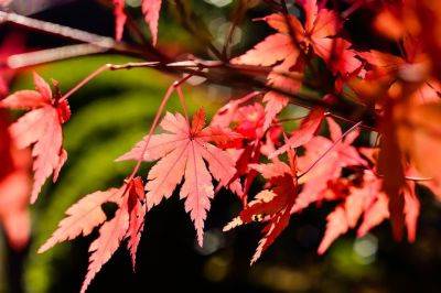 Grow Japanese Red Maple Trees from Seed