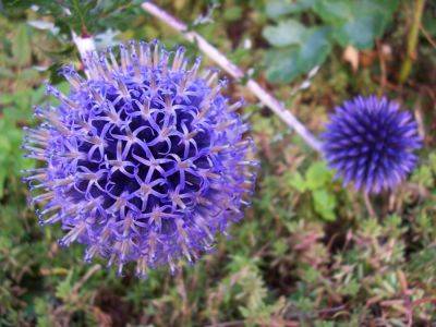 Growing Guide for Echinops – Perennial Plant