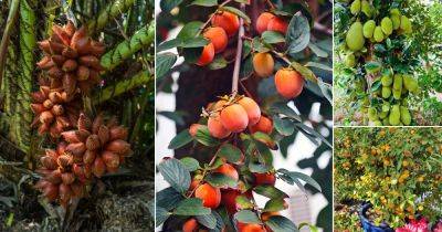 32 Best Asian Fruits You Must Try