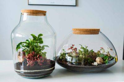 How to Make a Mini Ecosystem, PlantTok's Longest-Running Trend