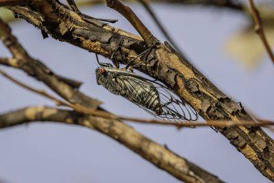 How to Protect Your Plants From the Upcoming Cicada Invasion