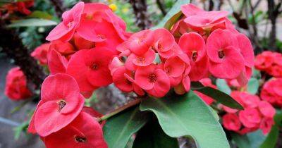How to Grow and Care for Crown of Thorns