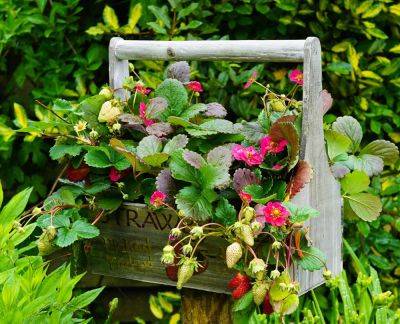 Basket plants for the Container garden