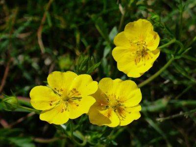 Growing Guide for Helianthemum