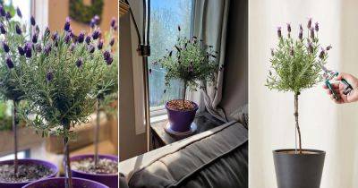 How to Grow a Lavender As a Tree