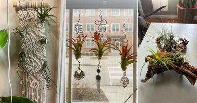 20 Air Plant Decor Ideas to Display Them in Style