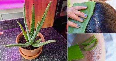 32 Fascinating Things Everyone with an Aloe Plant Needs to Know