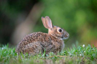Deterring rabbits from your garden and protecting vulnerable plants