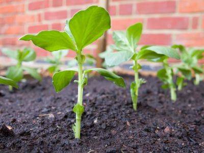 Sourcing seeds for vegetable varieties