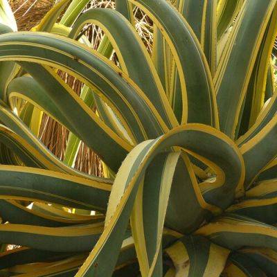 The Best Variegated Agaves for the Southwest