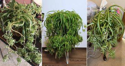 How to Make Your Spider Plants Curly and Full
