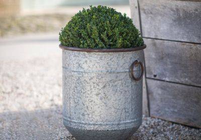Shopping for gardeners: Containers