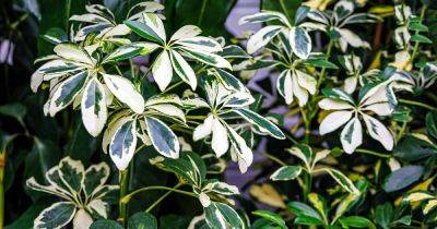 How to Propagate Umbrella Plants (Schefflera) from Cuttings