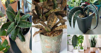 13 Rare Snake Plant Varieties