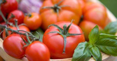 How to grow your best-ever crop of tomatoes