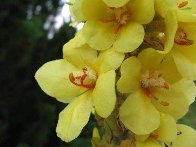 Growing Guide for Verbascum – Mullein