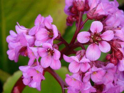 Growing Guide for Bergenia Plant