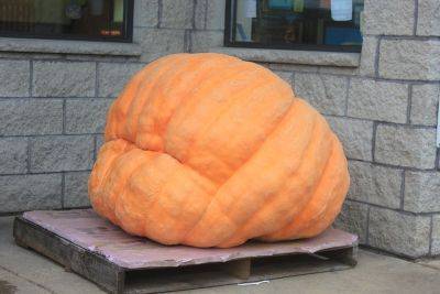 1000 Pound Pumpkin or a Pie