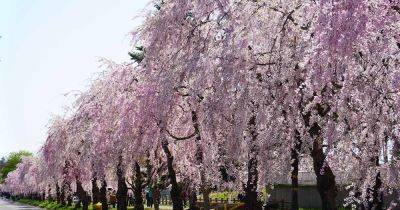 How to Grow and Care for Weeping Cherry Trees