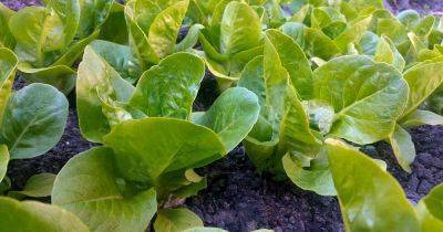 How to Plant and Grow ‘Winter Density’ Lettuce