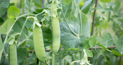 How to Plant and Grow ‘Sugar Daddy’ Peas