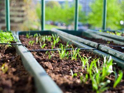 Tips for successful indoor seeding amid unpredictable spring weather