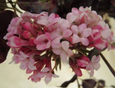 In a Vase on Monday: Sticks of Pink