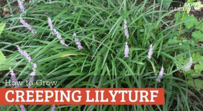 Creeping Lilyturf: A Flowering Perennial Groundcover