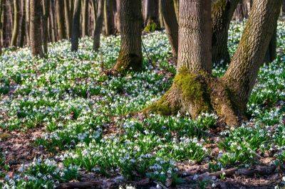 Best places to see snowdrops