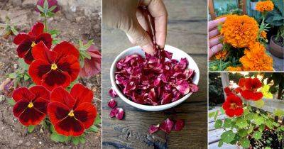 Eat Your Flowers | 10 Edible Flowers for Nutritional Benefits