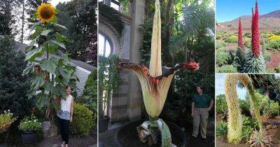 8 Longest and Tallest Flower Names in the World