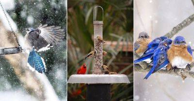 5 Best Ways to Protect Birds in Winter
