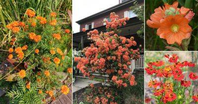 32 Best Orange Wildflowers You Can Grow in Your Yard