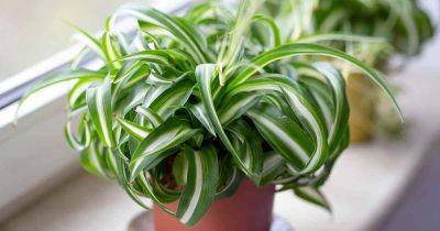 5 Spider Plant Diseases and Disorders and How to Solve Them