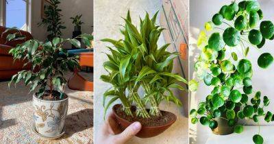 13 Best Chinese Indoor Plants