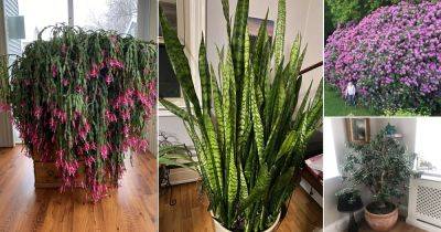 Have a Look at These 100 Years Old Indoor Plants!