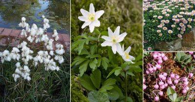 17 Stunning Irish Flowers for Gardens and Homes