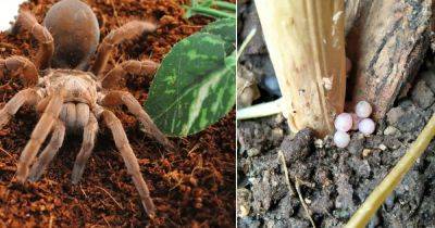 What To Do If You Find Spider Eggs in Plant Soil