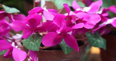 Reasons and Fixes for Drooping, Wilting Cyclamen Plants