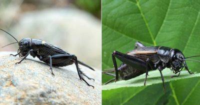 Spiritual Meaning of Black Crickets