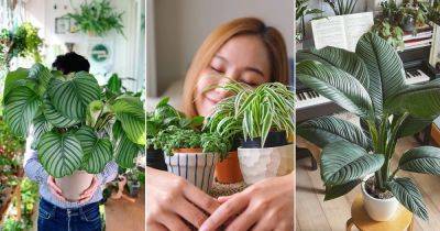9 Indoor Plants You Can Hug for Positive Energy