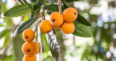How To Grow And Care For A Loquat Tree