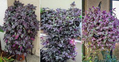 How to Make Wandering Jew Bushy and Bigger | 5 Essential Tips