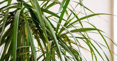 How To Grow And Care For A Dragon Tree
