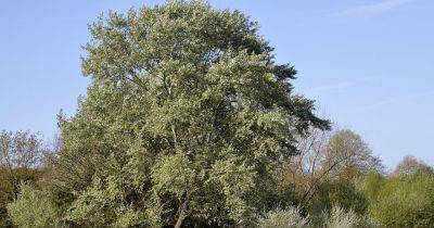 Six Poplar Trees to Grow